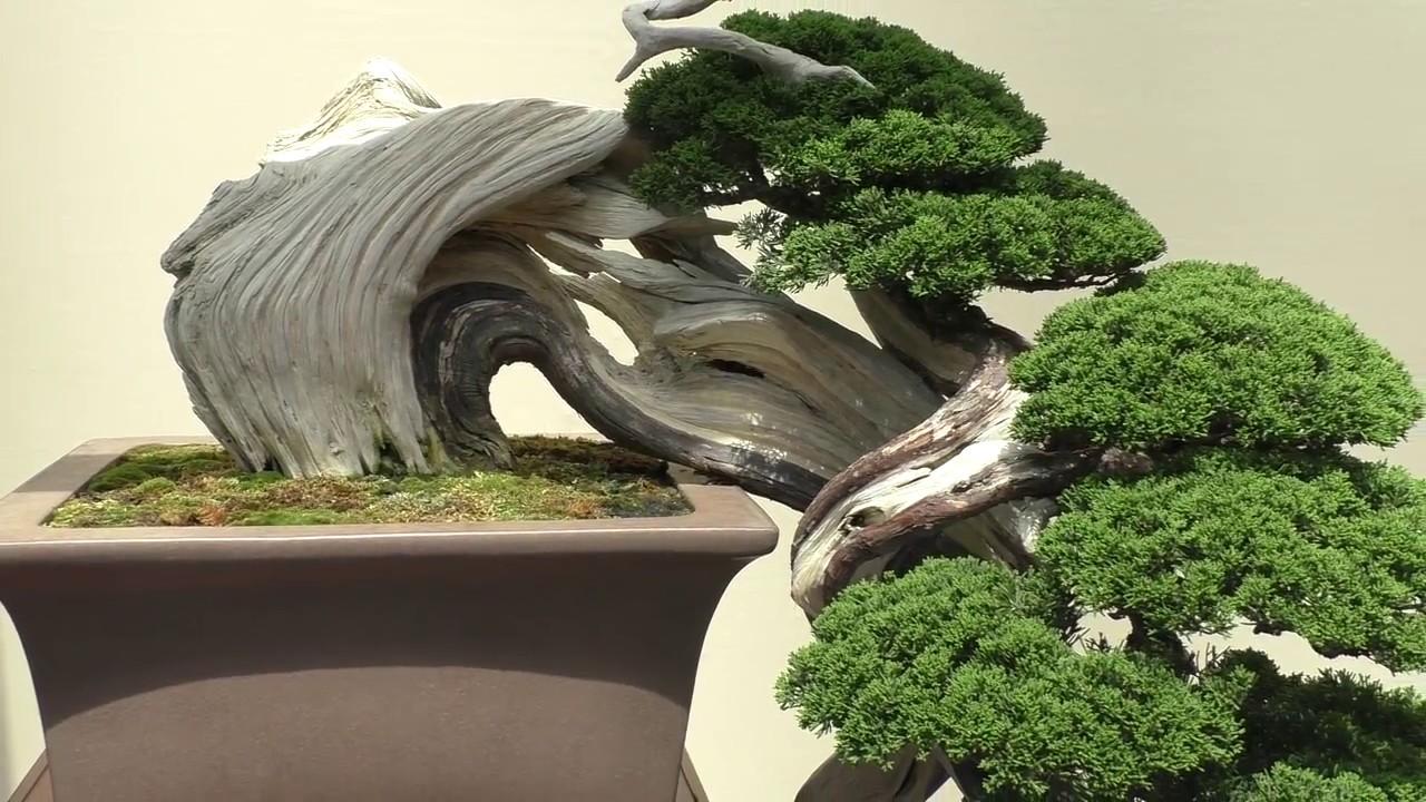 真柏（シンパク） 盆栽 Shinpaku Juniper Bonsai：The 8th World