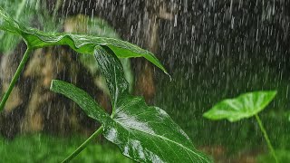 Rainstorm in the Jungle – 2 Hour of Pure Heavy Rain for Deep Sleep, Focus \& Calm Mind