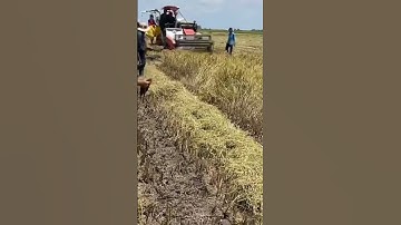 Bắt chuột mùa cắt lúa p5#shorts