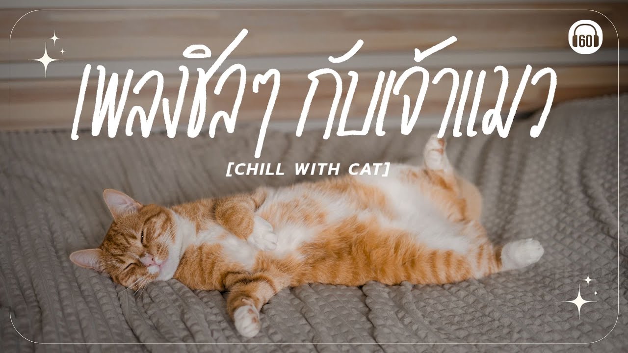 CHILL WITH CAT เพลงชิลๆกับเจ้าแมว #เพลงเพราะๆฟังสบายๆ #ทาสแมว【LONGPLAY】