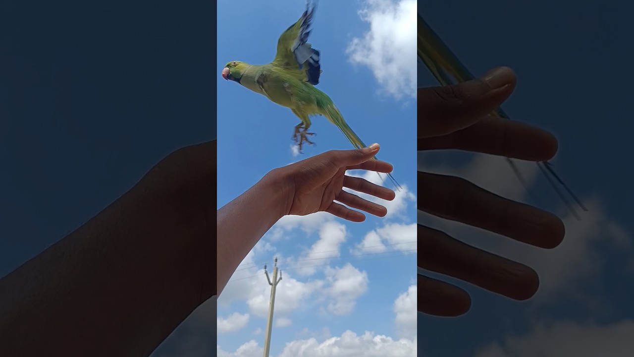 Flying Indian ringneck parakeet 😊🦜🦜🦜 
