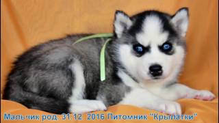 Щенок хаски мальчик черно белый родился 31 декабря 2016 года Щенок хаски мальчик черно белый родился 31 декабря 2016 года