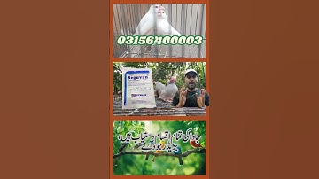 Fawn Sparrow Breeding tips , Java Sparrow , Java Finch , White Java , Silver Java