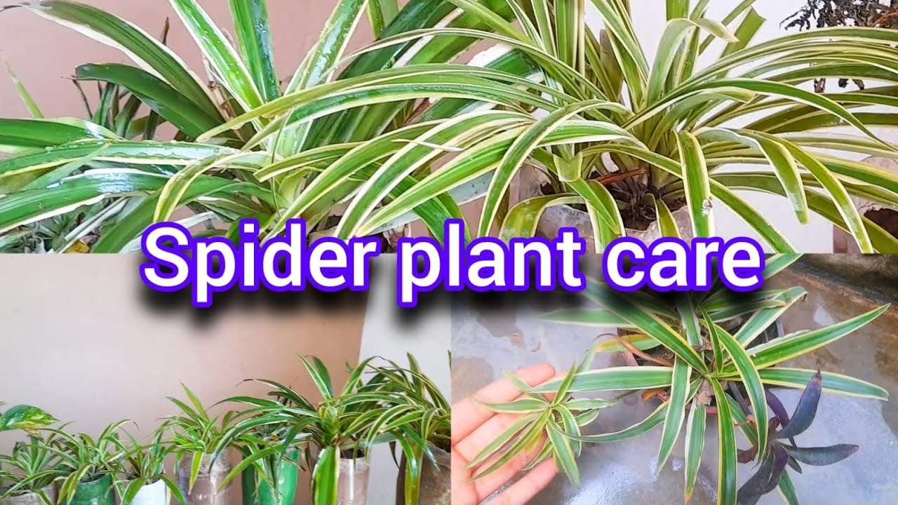 Spider Plant Care Tips for Beginners🪴🌱 | Watering, Light & Propagation Guide