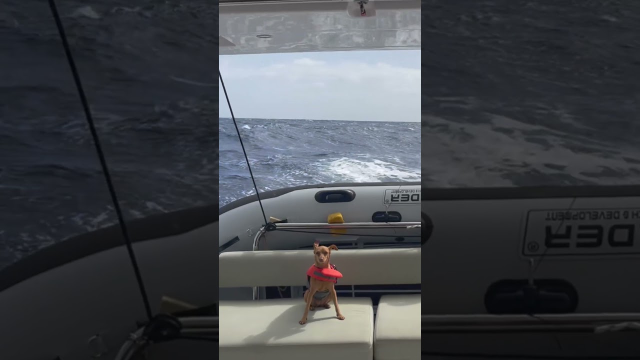 2,5 m de vagues… et rien ne bouge à bord 😳