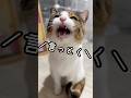 今日のおしゃべり小町。聞き分けのいい薄ちゃん😽