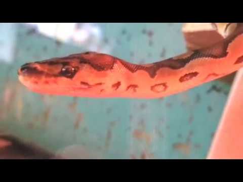 snake oil What So Many Keep Getting Wrong About Snakes