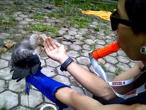 Melatih Alap Alap Bwk Youtube