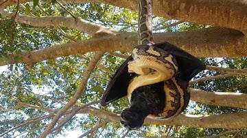 Giant Bat And Python Caught In Battle