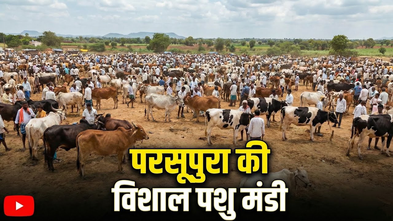 सबसे विशाल पशु मंडी परसुपुरा इटावा 