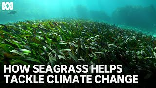 How seagrass helps tackle climate change | Dolphins: Is Our Love Too Deep? | ABC TV + iview