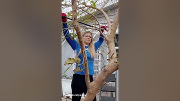 Mulberry Tree Trimming & Propagation: Growing New Trees from Cuttings | Pruning Mulberry Tree