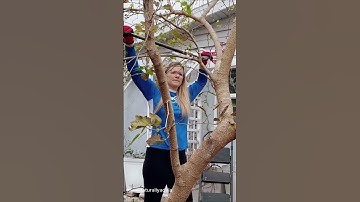 Mulberry Tree Trimming & Propagation: Growing New Trees from Cuttings | Pruning Mulberry Tree