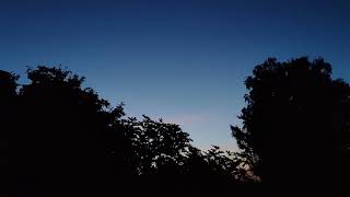 Tree Silhouette Evening Night Sky Relaxing Background Full Hd Video Footage