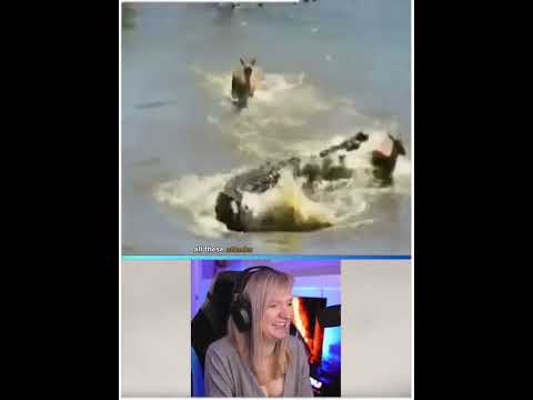 15 Scariest Crocodile Hunting Moments Caught On Camera Part 6 | Pets House