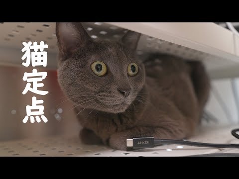 猫がお気に入りの場所でくつろぐ姿を定点撮影してみた