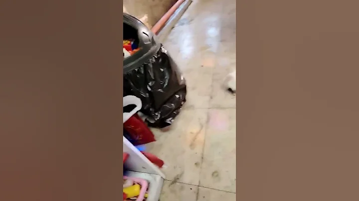 Watch the video about My persian cat Snow Bell got a Mouse 🐀😉🙀#persiancatcorner #cat #rat hunter