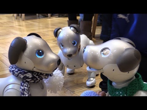 「ａｉｂｏ」の「飼い主」たちが集うカフェ