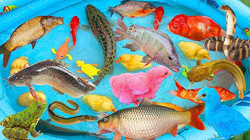 kem kem tivi thay nước bể bơi thả các con vật: cá chép, cá trê, cá vàng, ếch, lươn, gà màu dễ thương