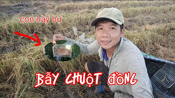 Đặt bẫy chuột đồng,Trở lại nghề cũ @Kyanhvlogs 