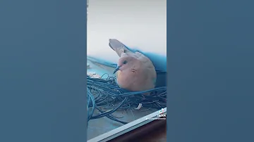 يمامة هيلدا حمامة تصوير صباح الخير امومة خوف تضحية حب Love Mother Birds Shorts 