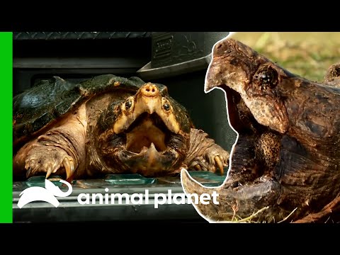 Take A Closer Look At These Feisty Alligator Snapping Turtles! | Animal Planet