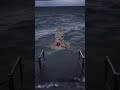 【波ミーム】朝の光の波で【朝の光の中ミーム】#極ショート #shorts #oceanbackground #ocean #朝の光の中ミーム #朝の光の中で #montagem_hikari