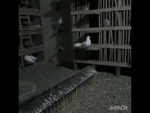 Ставропольские голуби!