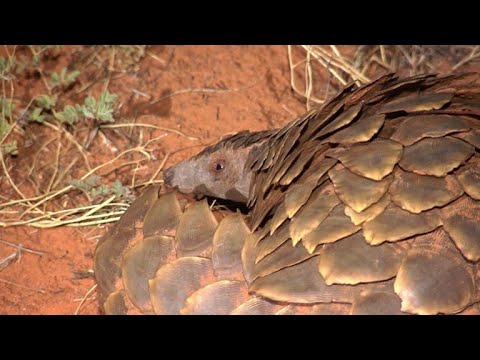 Researchers in S.Africa look at pangolins and climate change - YouTube