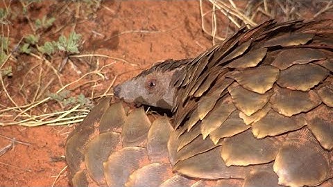 Researchers in S.Africa look at pangolins and climate change
