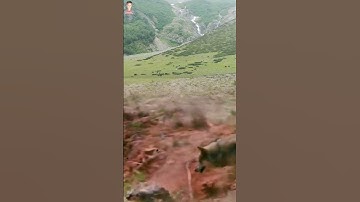 Wild Life Fox Best Video