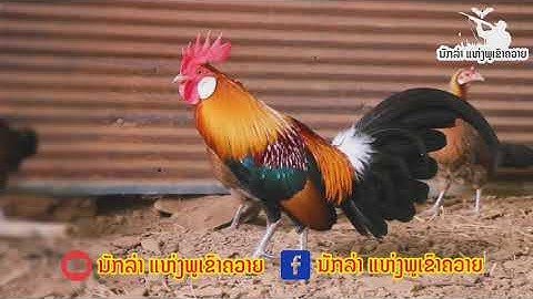 เสียงไก่ขัน ไก่ต่อตัวผู้ เสียงใช้สำหรับต่อไก่ป่า | Suab Qaib Qus Qua Zoo Heev | Red junglfowl sound