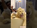 Dubai  king  sheikh nawab with white tiger  lion  white tiger dubai shorts