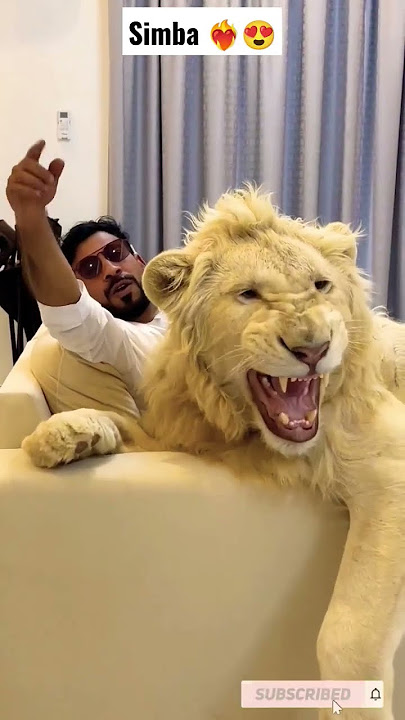 Dubai 🇦🇪 King 👑 Sheikh Nawab With White Tiger 🐯 Lion 🦁 White Tiger 🐅 #Dubai #shorts