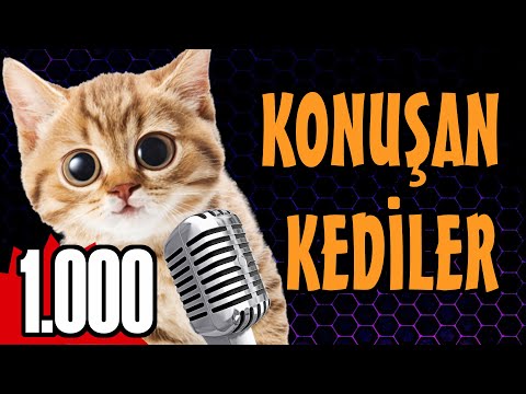 Konuşan Kediler 100