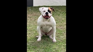 We Don't Sell, Train, Breed, Groom, etc For Any ILLEGAL PURPOSES MY AMERICAN BULLDOGS