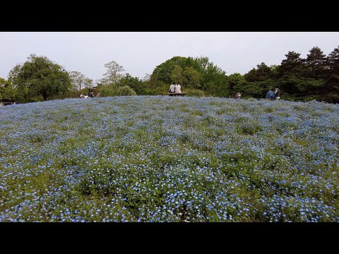 昭和記念公園のネモフィラ [4K] （東京都立川市）2022/5/6 - YouTube