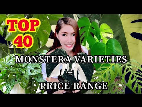 TOP 40 MONSTERA VARIETIES AND THEIR PRICE RANGE!!!