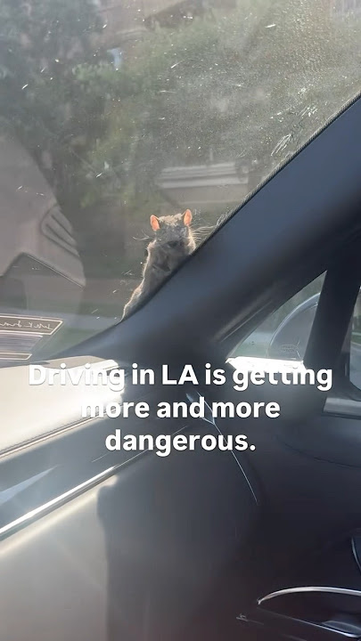 Rats are taking over #comedyshorts #cuereaves #funny #comedyvideos #comedy #comedyfilms #tv #tvshow