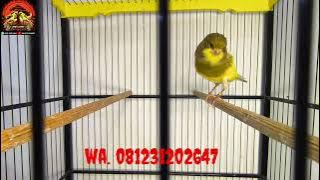 Ready banyak bos ku untuk kenari paut materi mewah2