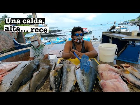 Video: Ce Am învățat Navigând în Galapagos