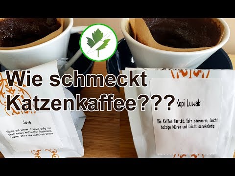 Video: Wie viel kostet Kopi-Luwak-Kaffee?