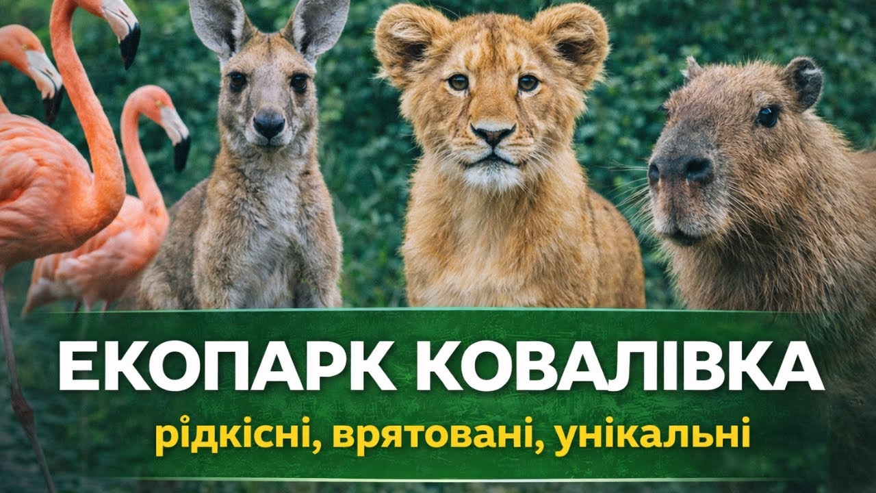 Як виживає Екопарк Ковалівка: евакуація тварин, лев Сімба та унікальні казуари