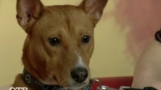Знакомство с питомцами: африканская нелающая собака басенджи (24.12.15) Знакомство с питомцами: африканская нелающая собака басенджи (24.12.15)