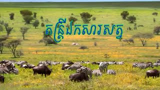 តន្ត្រីឯកសារសត្វ ភាគ៣១ ហ្វោងសត្វព្រៃ និងភ្លេង Remix ទាន់សម័យ