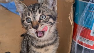 Very cute little curious tabby kittens.