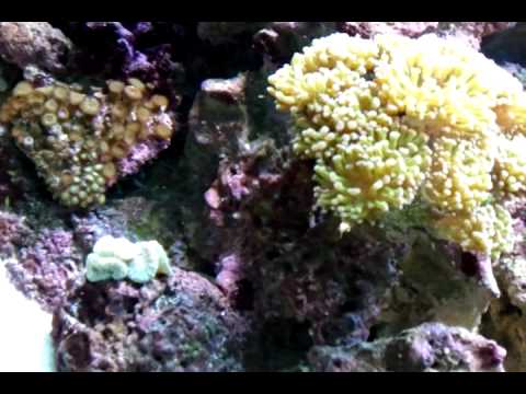 Mathew Cherians Reef Aquarium