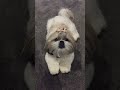 Angry Shihtzu Barking Dog Barking Shihtzu Dog