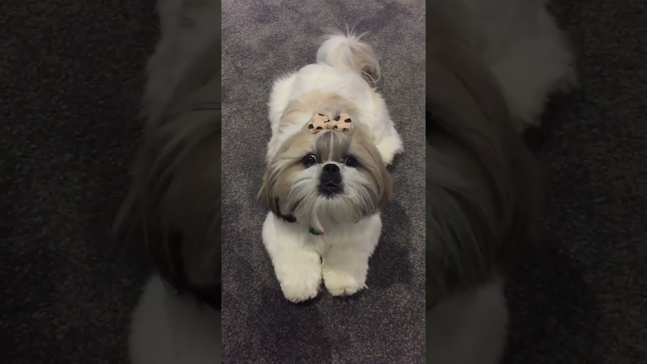 Angry Shihtzu Barking Dog