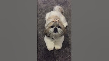 Thumbnail of Angry shihtzu barking | dog barking #shihtzu #dog